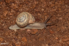 Ariophantidae