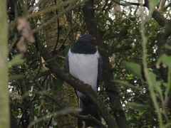 Hemiphaga chathamensis