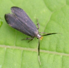 Dichomeris nonstrigella