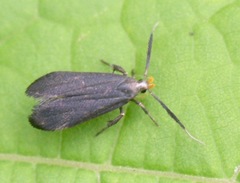 Dichomeris nonstrigella