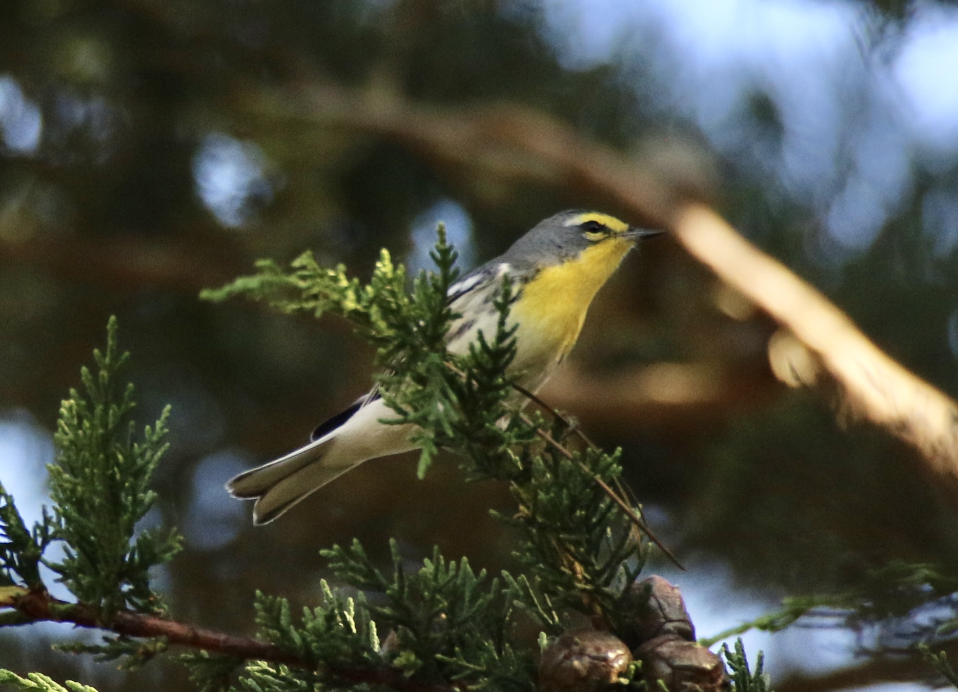 Grace's Warbler (Setophaga graciae)