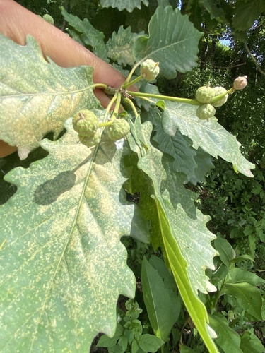 Quercus hartwissiana, photograph 3