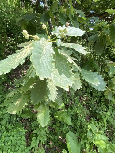 Image of Quercus hartwissiana by (c) Илья Руденко, some rights reserved (CC BY)