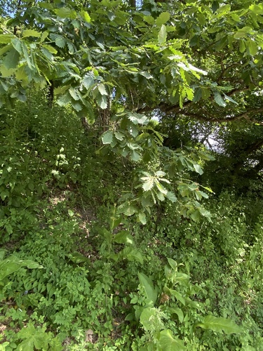 Quercus hartwissiana, photograph 5