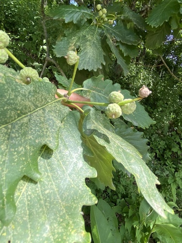 Quercus hartwissiana, photograph 6
