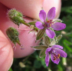 Erodium cicutarium