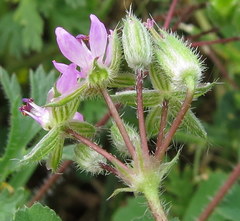 Erodium cicutarium