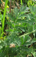 Erodium cicutarium