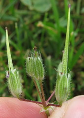 Erodium cicutarium