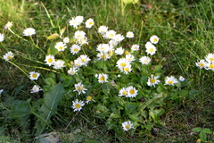 Bellis perennis