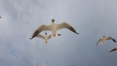 Chroicocephalus ridibundus