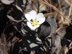 Calochortus dunnii