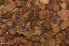 Microhyla nilphamariensis