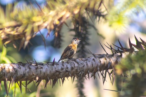 Mottled Piculet