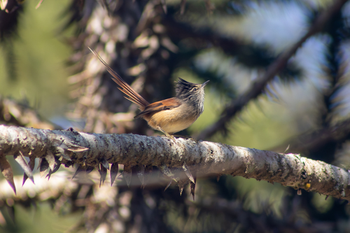Araucaria Tit-Spinetail