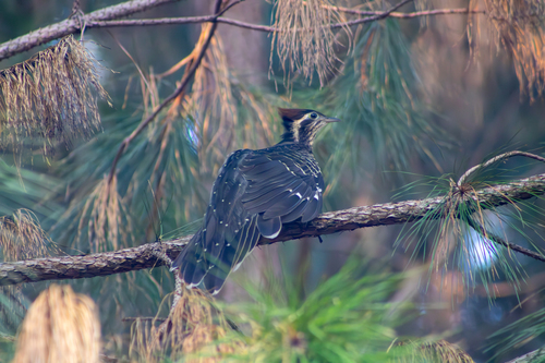 Pheasant Cuckoo