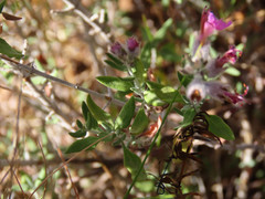 Teucrium marum