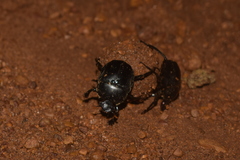 Paragymnopleurus melanarius