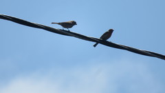 Haemorhous mexicanus