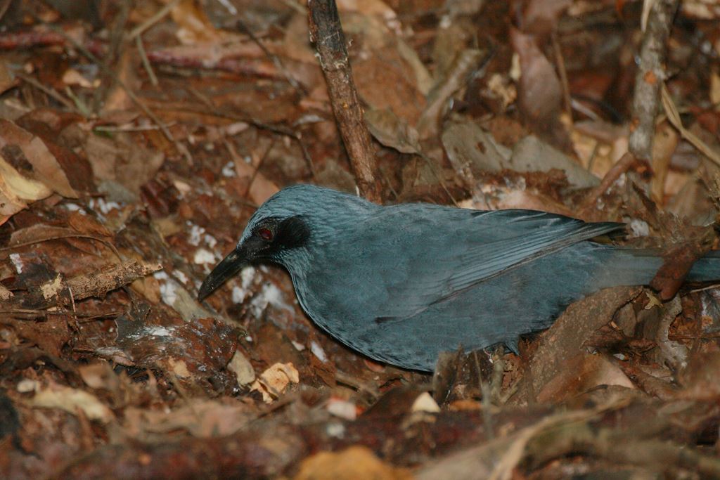 Common Blue Mockingbird