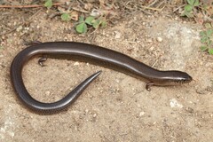 Arnold's Montane Skink photo 4