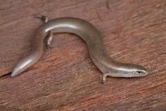 Arnold's Montane Skink photo 3