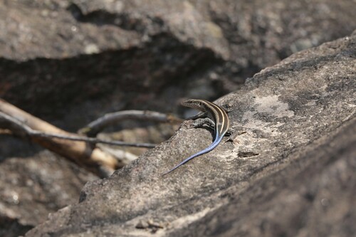Rainbow Skink