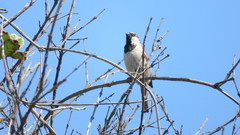 Passer domesticus