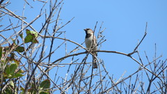 Passer domesticus