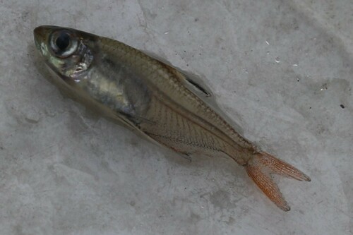 Copeland's tetra (Hyphessobrycon copelandi) — Characidae — 3
