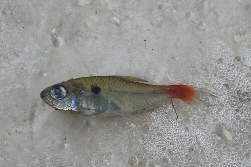 Red-base tetra (Hemigrammus stictus) — Characidae