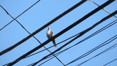 Streptopelia decaocto