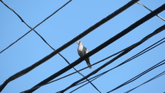 Streptopelia decaocto