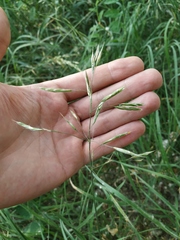 Bromus riparius