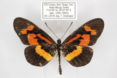 Acraea althoffi