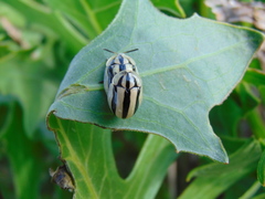 Physonota disjuncta