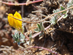 Lotus cytisoides