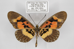 Acraea althoffi