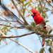 Long-crested Cardinal - Photo (c) Stephen John Davies, some rights reserved (CC BY-NC), uploaded by Stephen John Davies