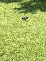 Gallinula galeata