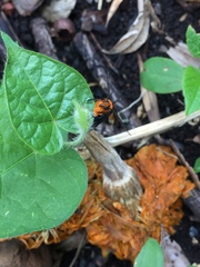 Gnamptonychia ventralis