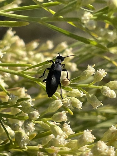 Black blister beetle