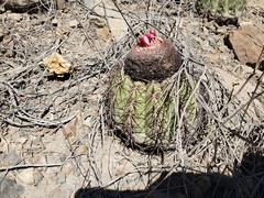 Melocactus peruvianus