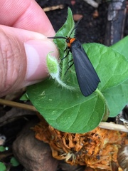 Gnamptonychia ventralis