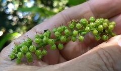 Citharexylum caudatum