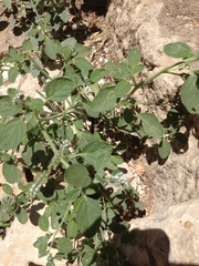 Heliotropium europaeum