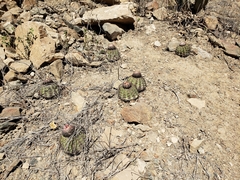 Melocactus peruvianus