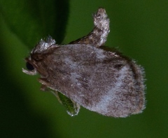 Packardia elegans
