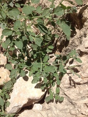 Heliotropium europaeum