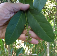 Citharexylum caudatum